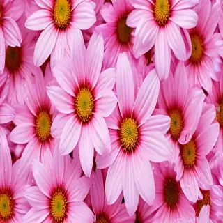 flower computer wallpaper