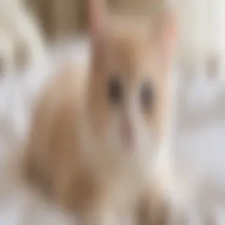 cute cat pictures aesthetic