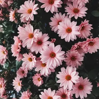 flowers aesthetic wallpaper