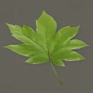leaf png transparent
