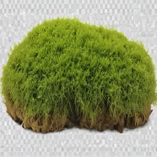 moss png