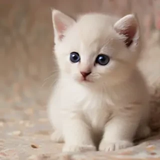 kitten wallpaper iphone