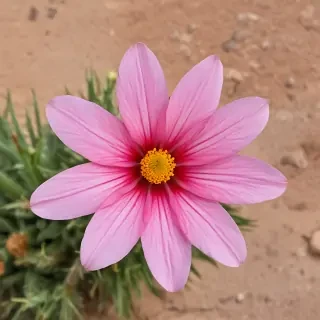 desert flower