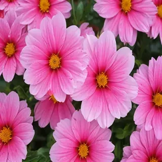 flower pictures