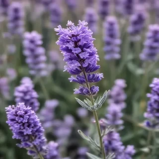 lavender iphone wallpaper