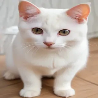 japanese bobtail breed