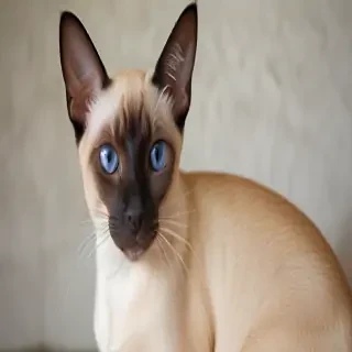 thai old style siamese breed