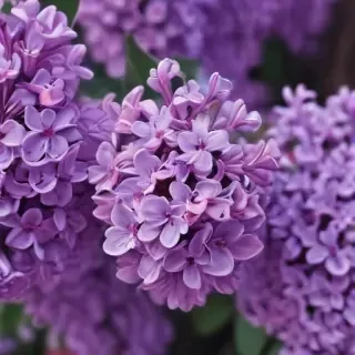 lilac wallpaper iphone