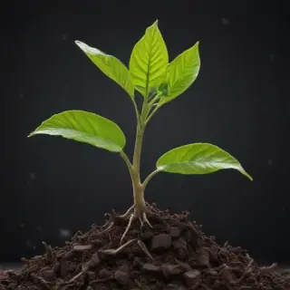 seedling png