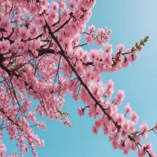 aesthetic spring wallpaper