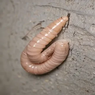 ring worm images