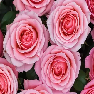 pink roses wallpaper iphone
