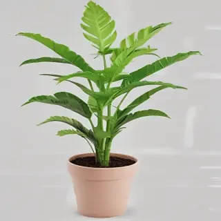 plant png clipart