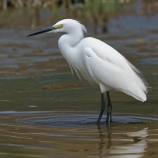 snowy egret