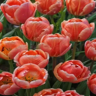 tulip flower