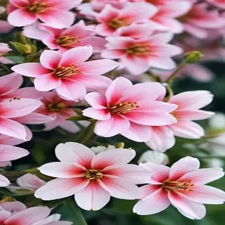 spring iphone wallpaper