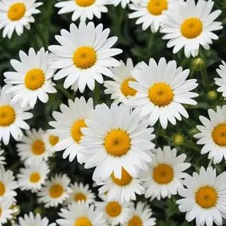 wallpaper daisy flower