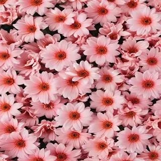 flower background aesthetic
