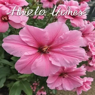 hello june images