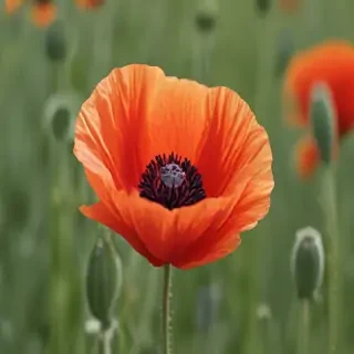 poppy flower