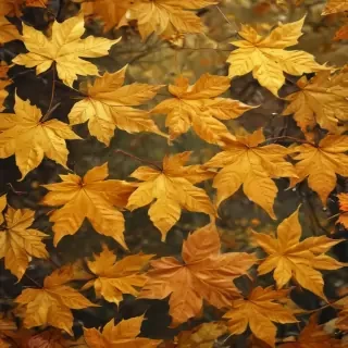 golden leaves background