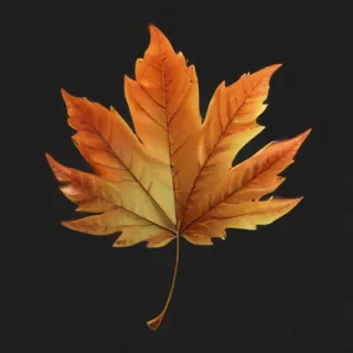 autumn leaf png