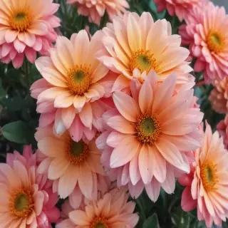 flower background iphone