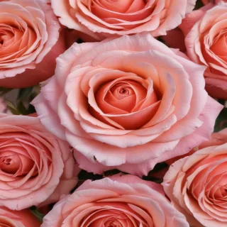 rose background