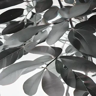 eucalyptus clipart black and white
