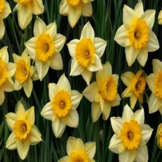 daffodil flower