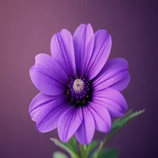 purple flower iphone wallpaper