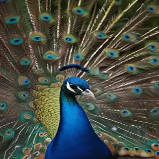 peacock png