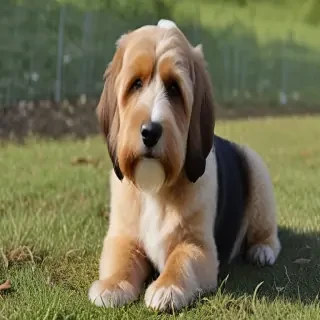 bassetoodle dog breed
