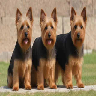 australian terrier dog breed
