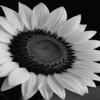clip art sunflower black and white