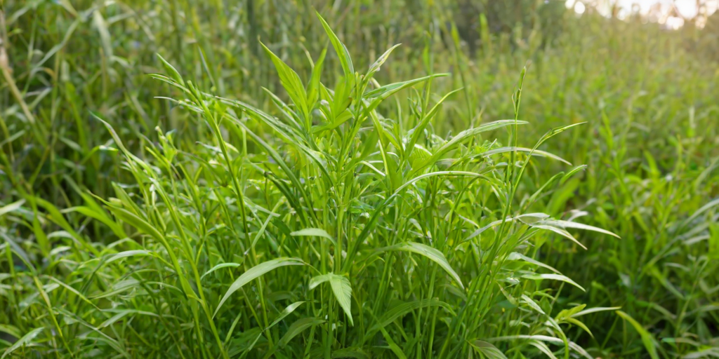 weeds png