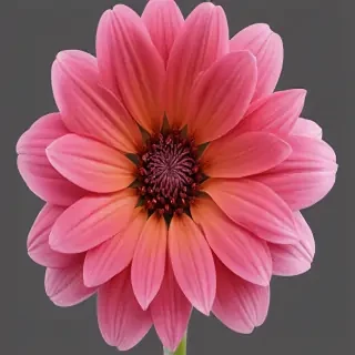flower no background