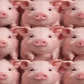 pig wallpaper