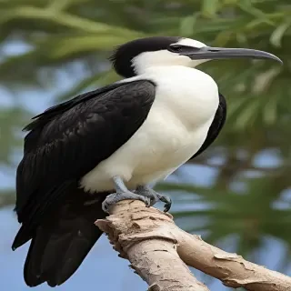 frigate bird