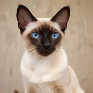 siamese breed