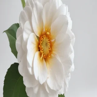 flower white bg