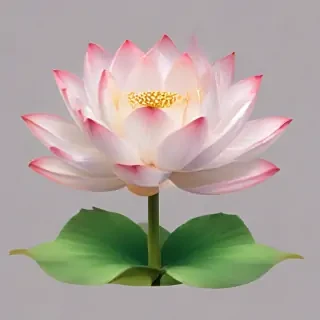 lotus flower png