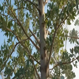 transparent eucalyptus