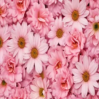 iphone wallpaper flower background