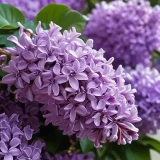 lilac wallpaper iphone