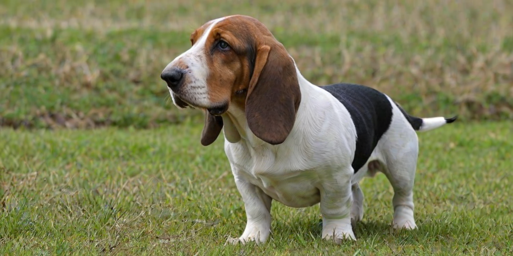basset bleu de gascogne