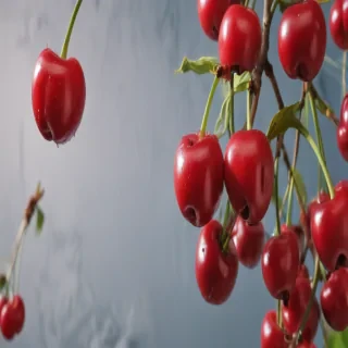 wallpaper cherry