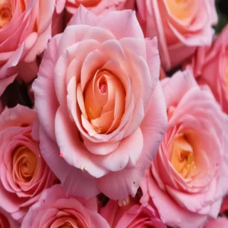 pink roses wallpaper iphone