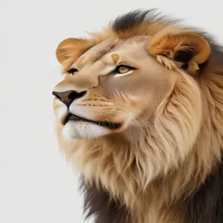 lion transparent