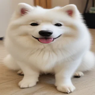 samoyed dog